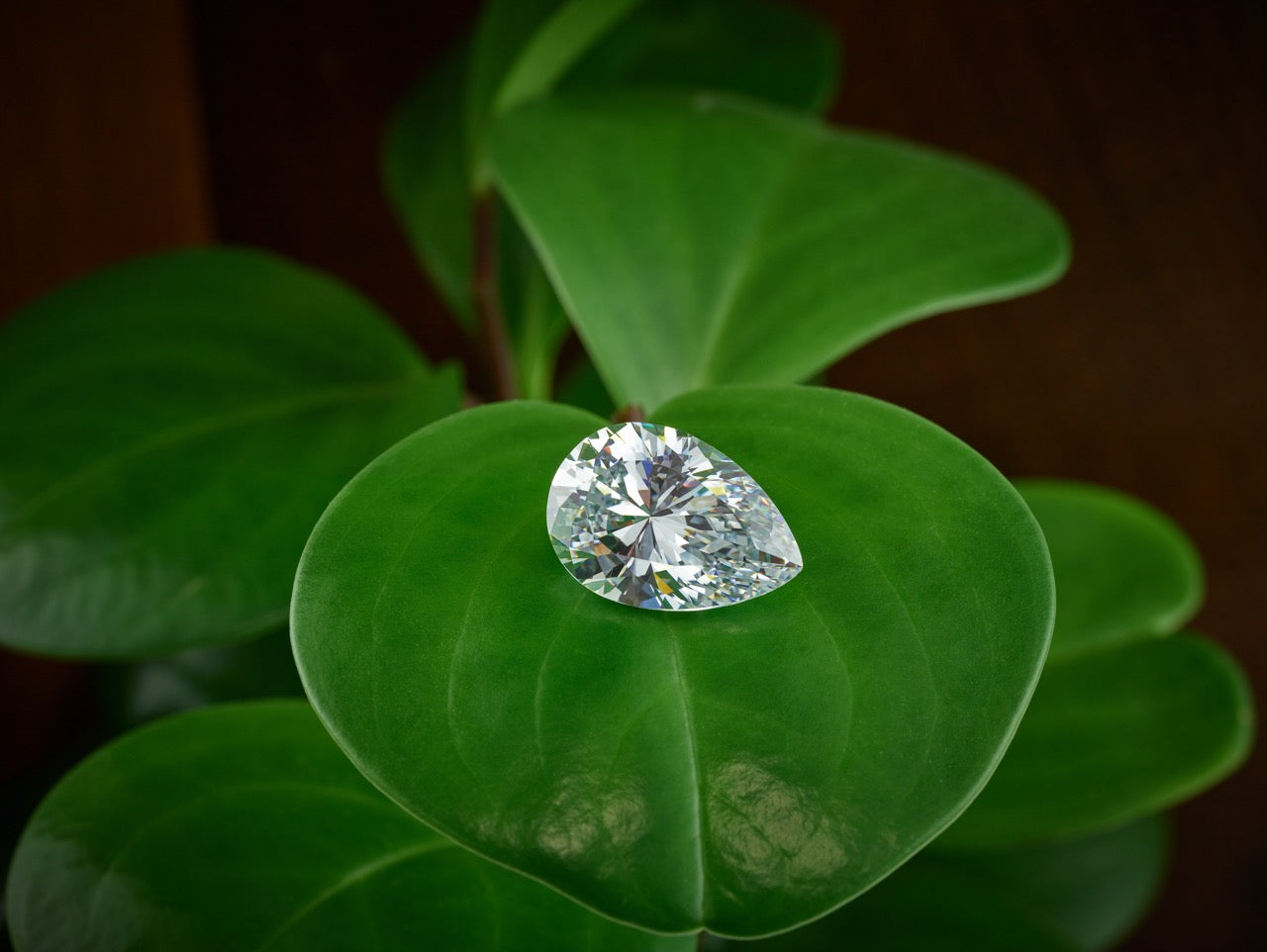 Lab Grown Diamond on Leaf Sustainable Fashion